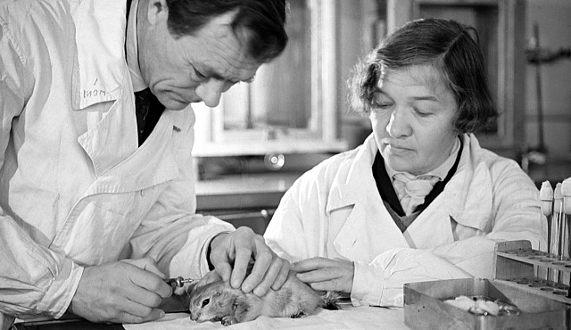 Крысонепроницаемость: Главархив – о том, как в 1946 году боролись с туляремией